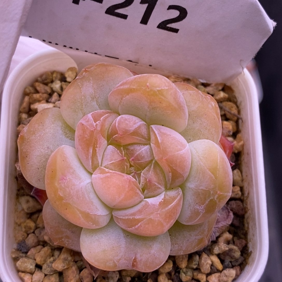 【闪购商品】14-212