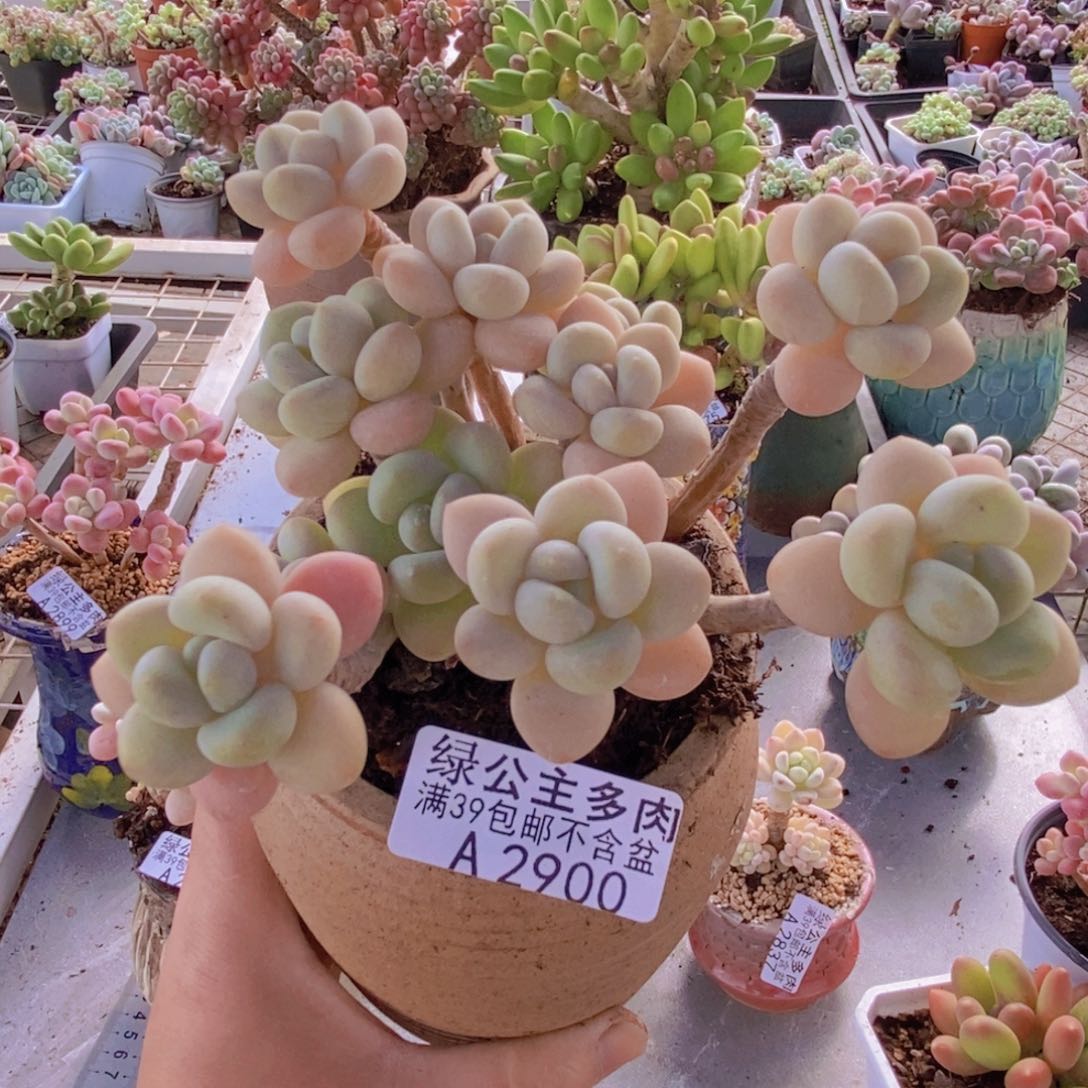 白奶糖老桩10cm2900多肉植物