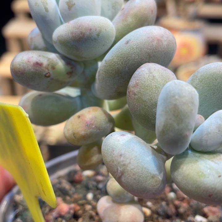 油煎丸子锦688号的多肉啊啊