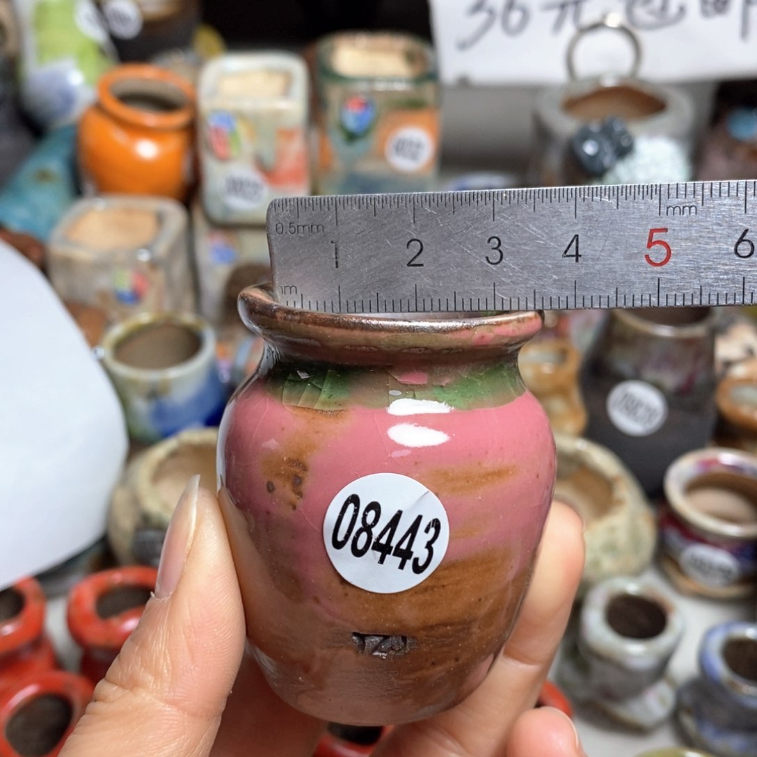 花盆拍5送一个小礼物