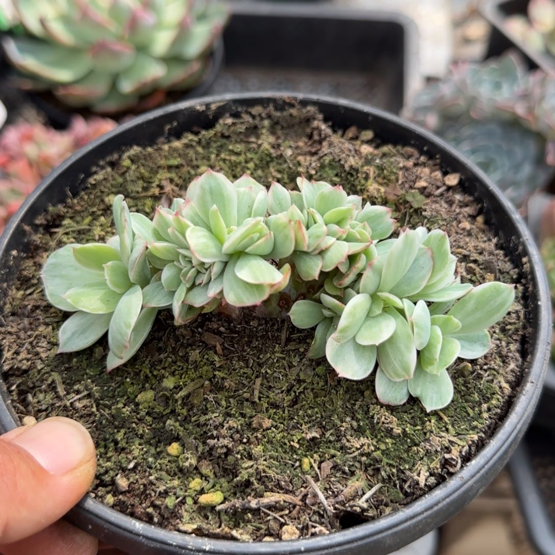 鸡蛋碧桃锦缀惊鸿一物一拍包装收缩花旱