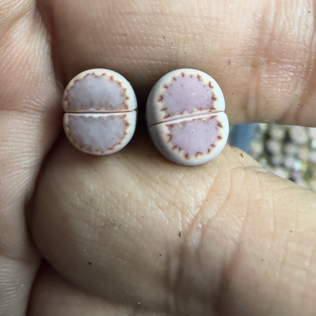 z****Zoey 生石花大棚直播