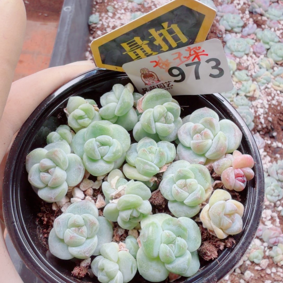 多肉植物多肉植物