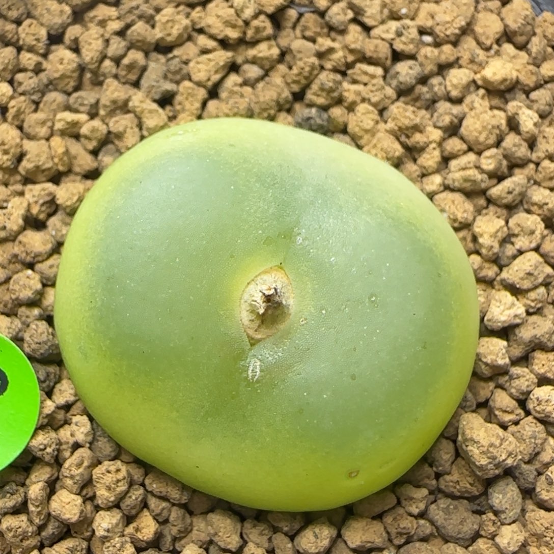 拉登2.8+多肉植物946