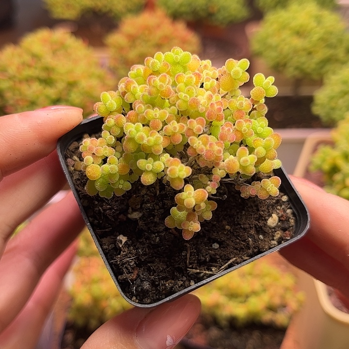 无花朵411蜜桔糖球