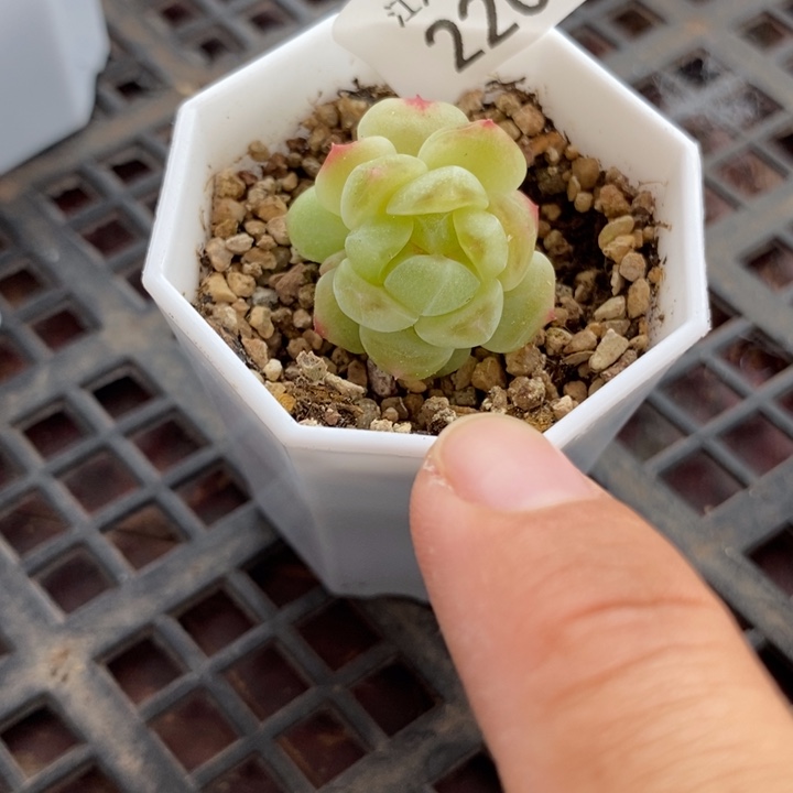 标220现金财富一个多肉