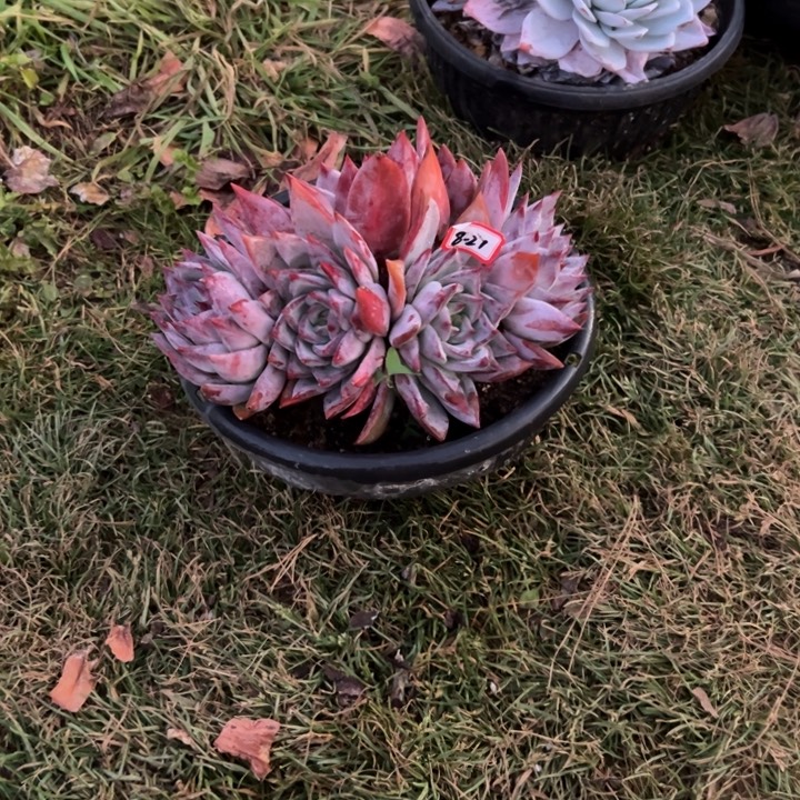 精品多肉植物老桩祖母绿
