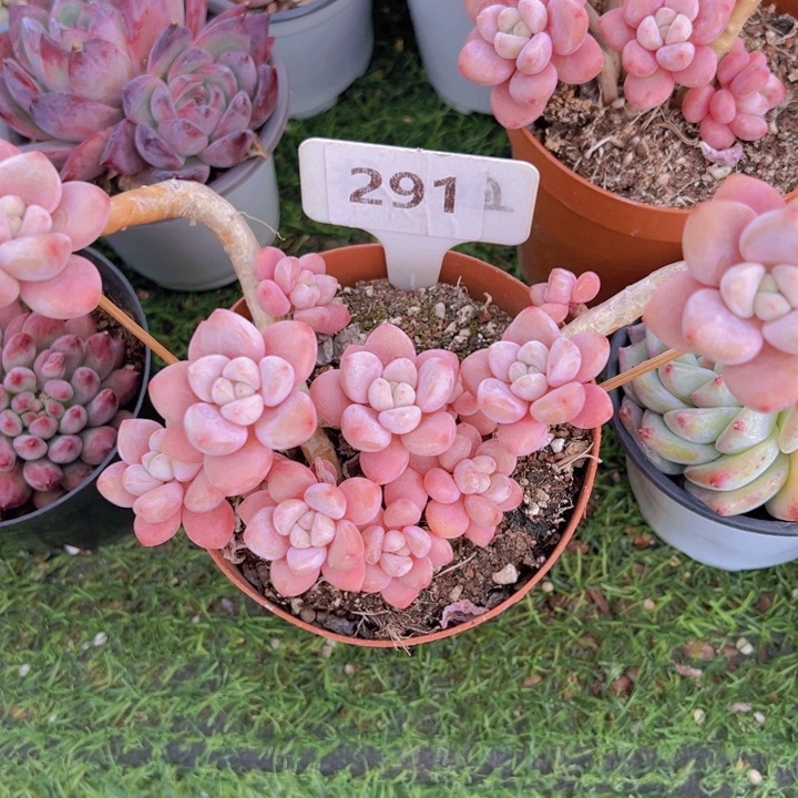 ，健健康康平平安安