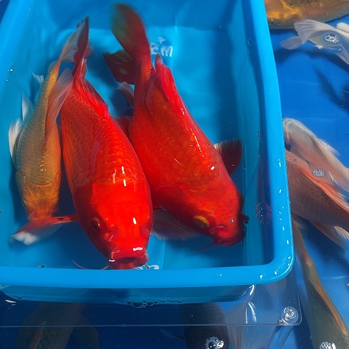 观赏鱼精品蝴蝶里