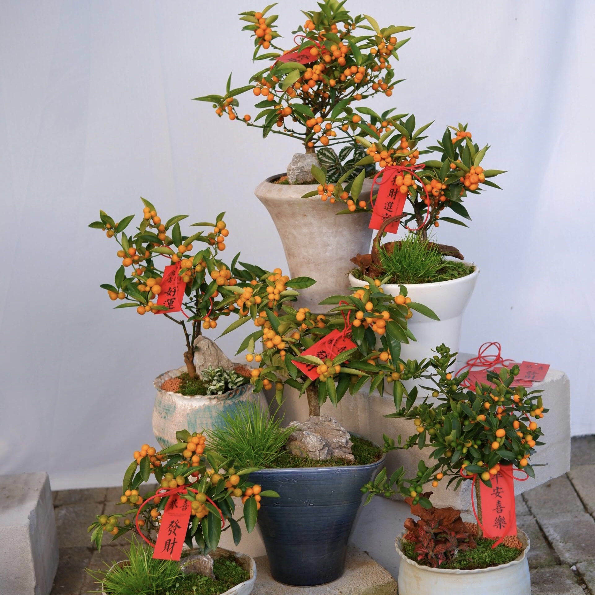 人工年桔盆栽办公室客厅茶几摆台