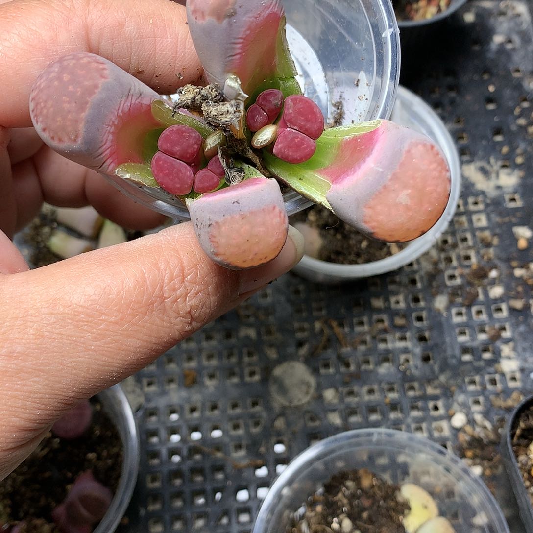 新**选G242多肉植物保护研究所