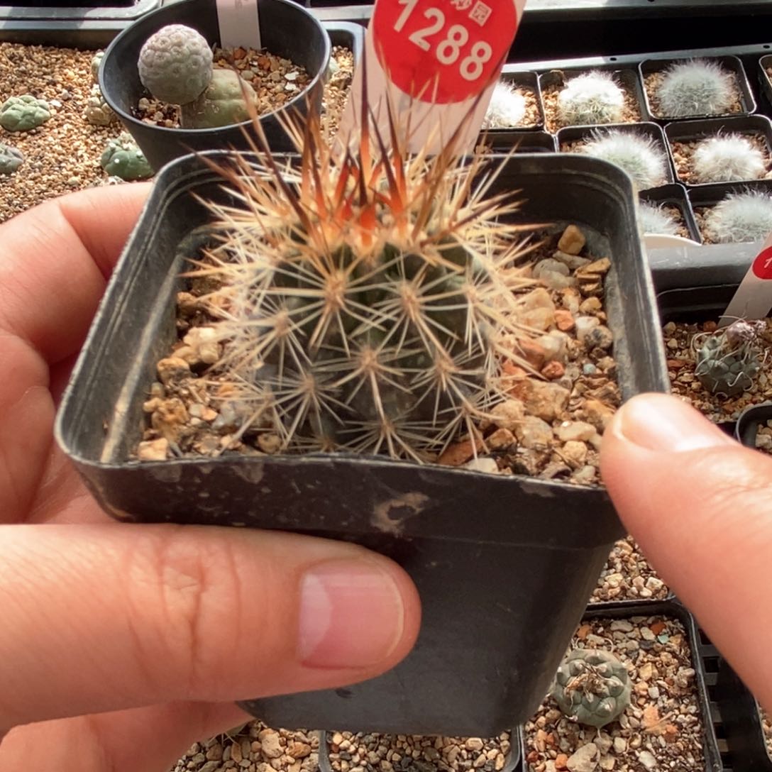 实生狂刺智利球3.3cm