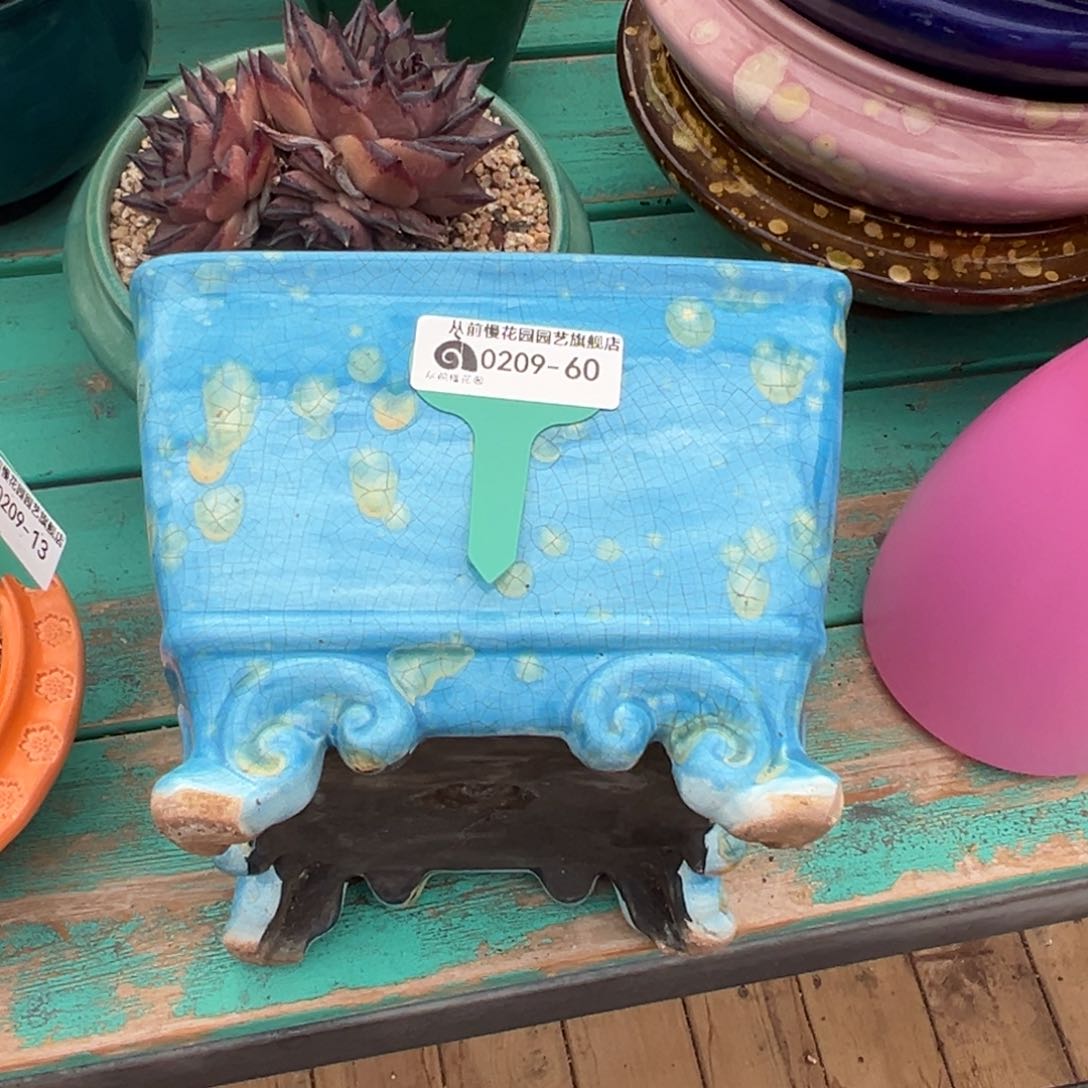 无**予多肉一物一拍0209-60