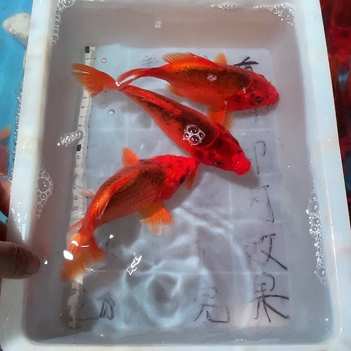 蝴蝶鲤渔场直发48