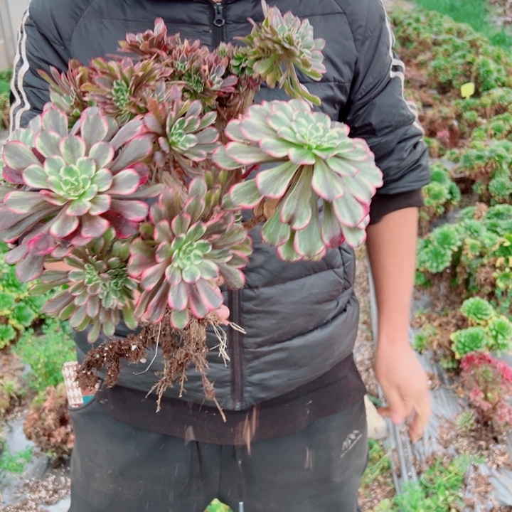 水墨画醉话36号多肉法师