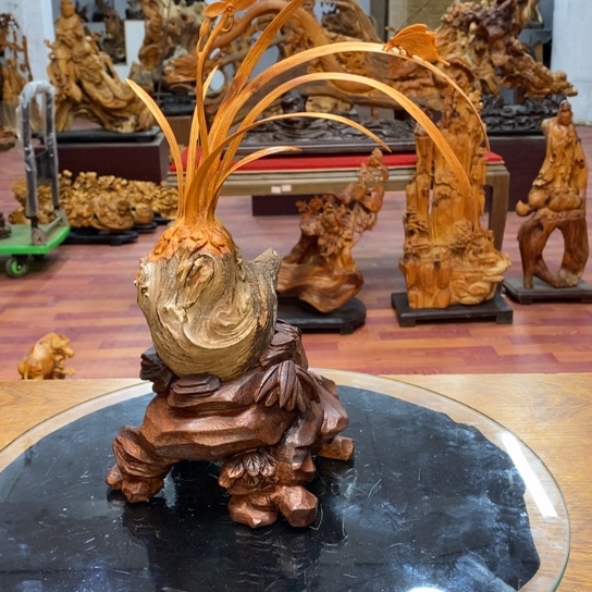 柏木（崖柏）太行崖柏