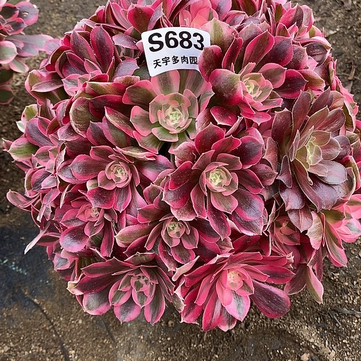 多肉植物七彩石683多肉