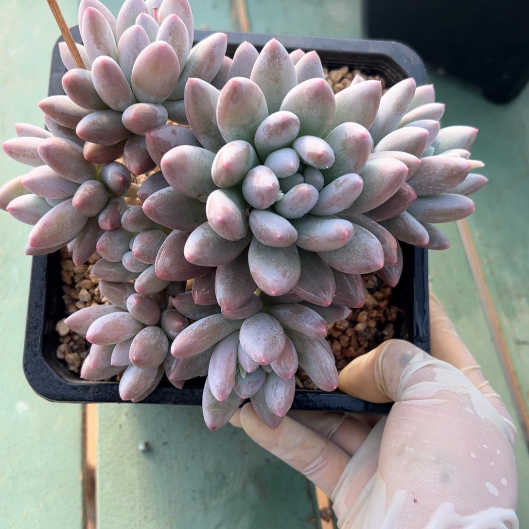 香索潜力股多肉植物