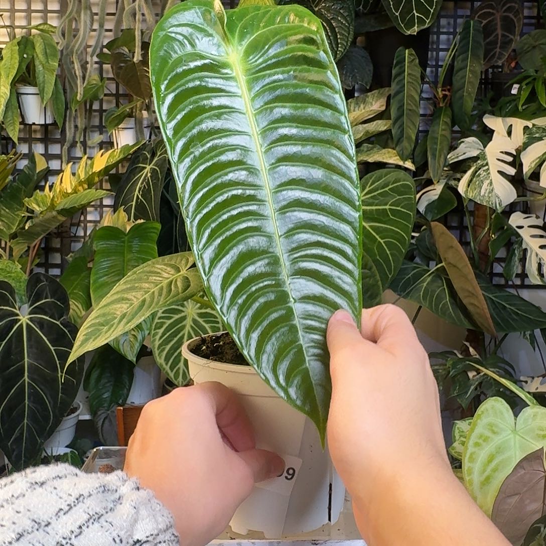 完全开放W199火鹤王