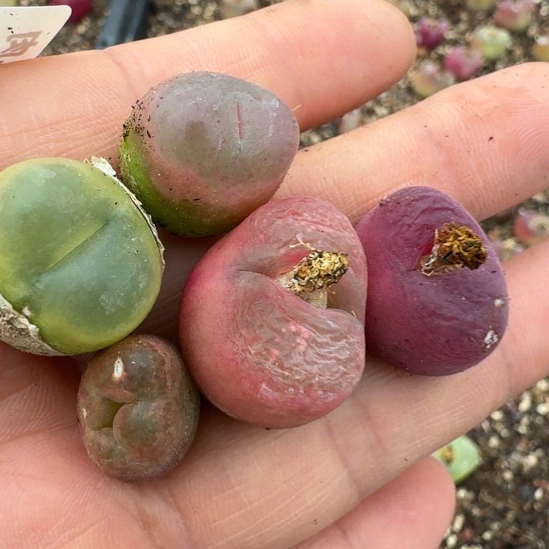 4142五颗喉咙里噜噜噜噜噜噜