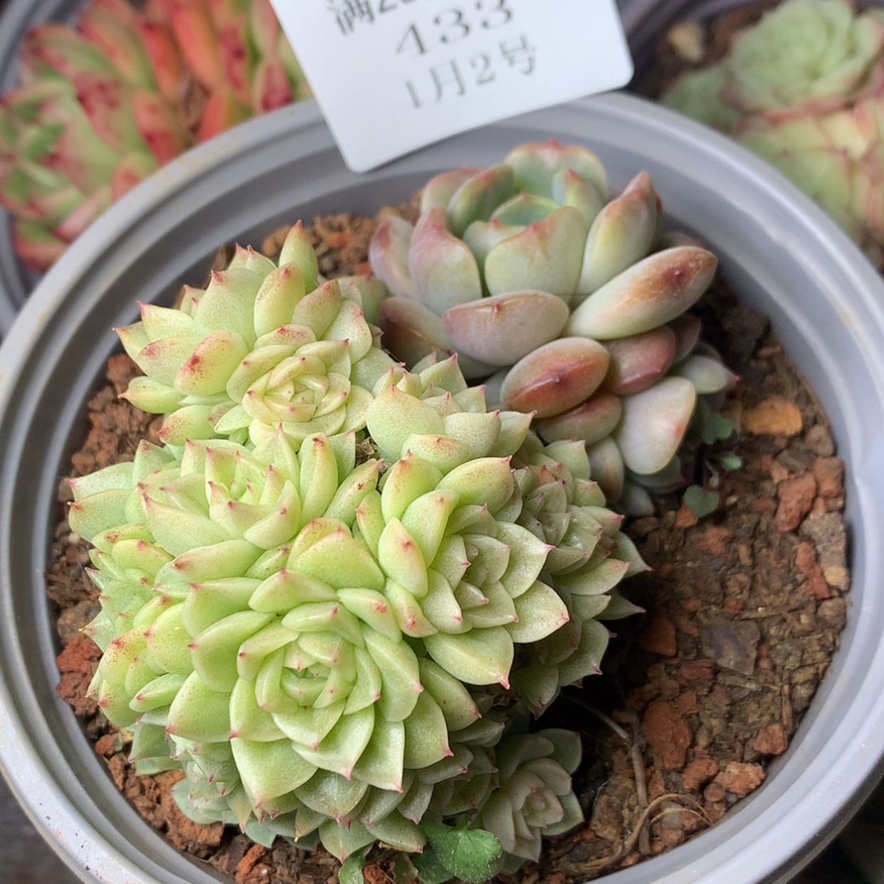 【闪购商品】云433号