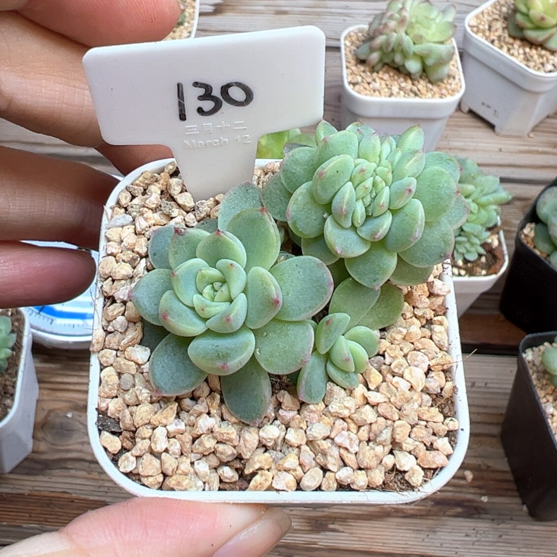 茶***蛋130号缀化，晗雨多肉