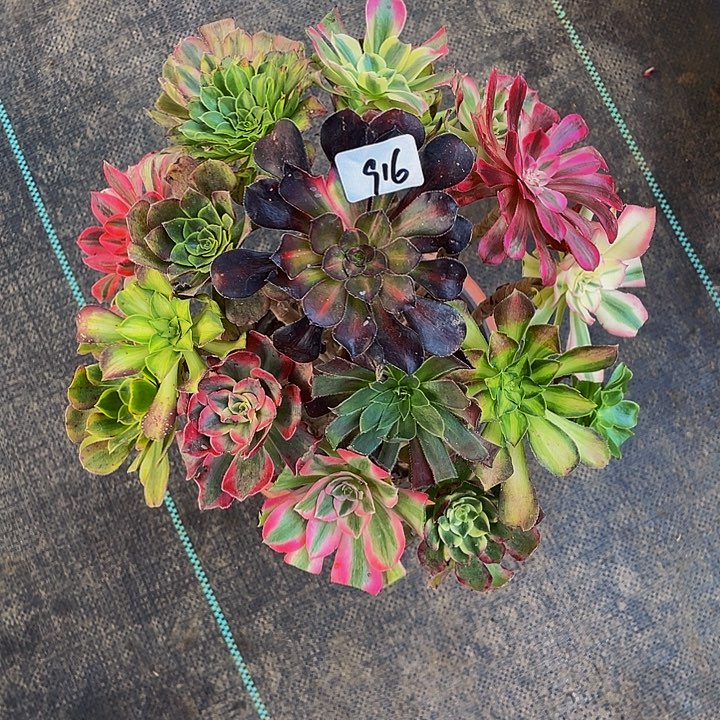 A***L架接0000000000916号