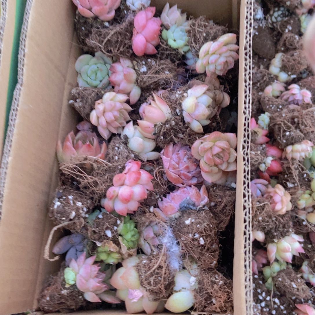 精品多肉植物保底60
