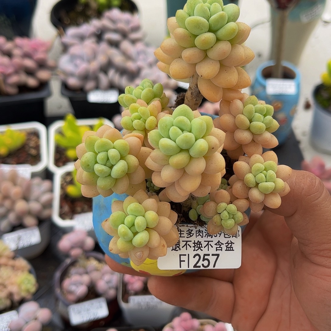 257落可可19cm多肉