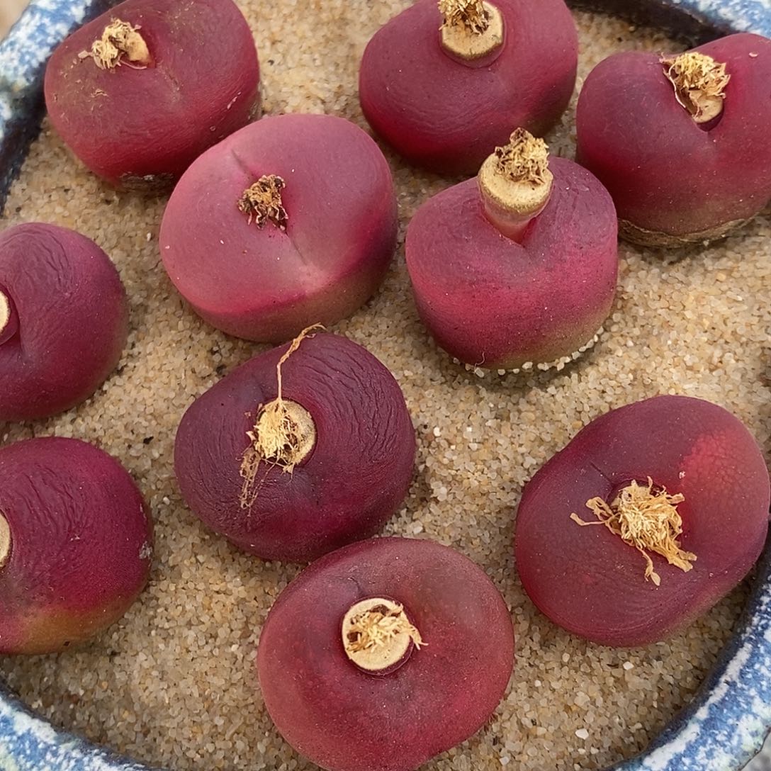 1829大红韩潘一组。      