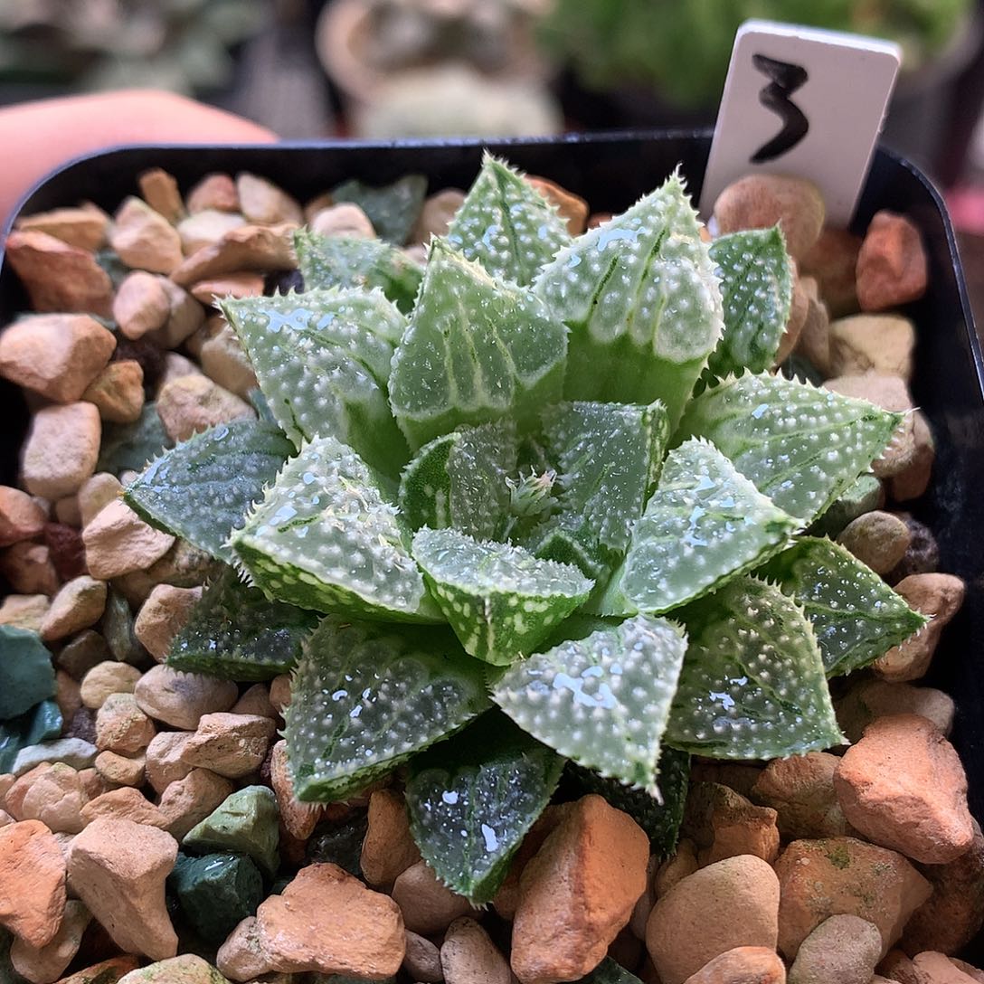 实生寿带人土发货tjkz