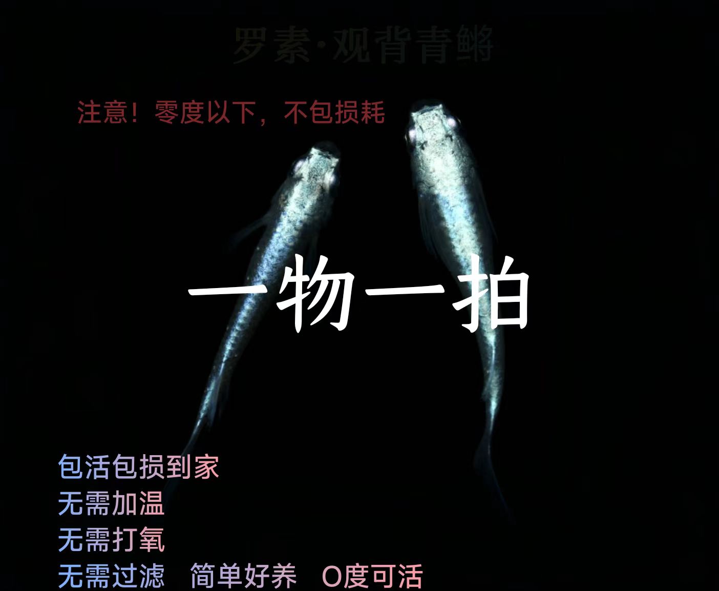 一物一拍观赏鱼观赏鱼小型冷水鱼观背青鳉观背青鳉鱼