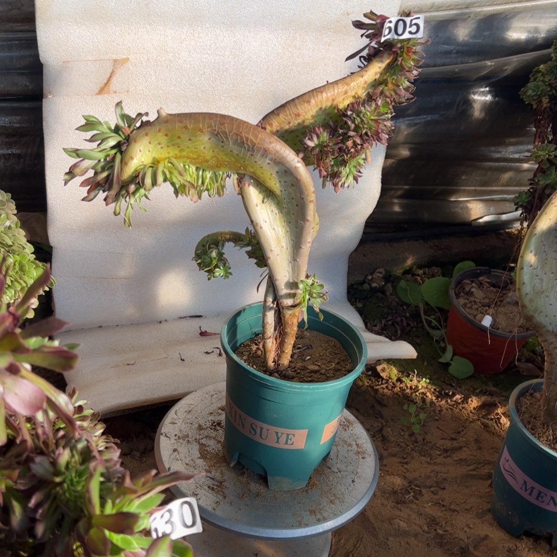 有伤黑缀翅膀605高度37厘米