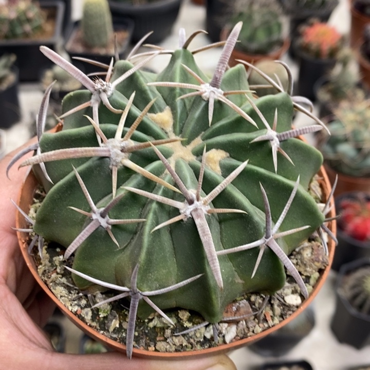 实生剑刺凌波特价福利