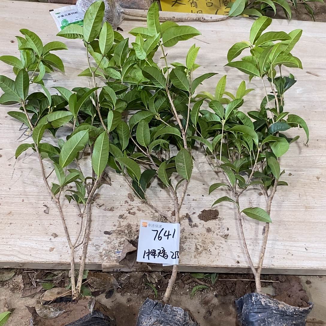 完全开放一物一拍的桂花