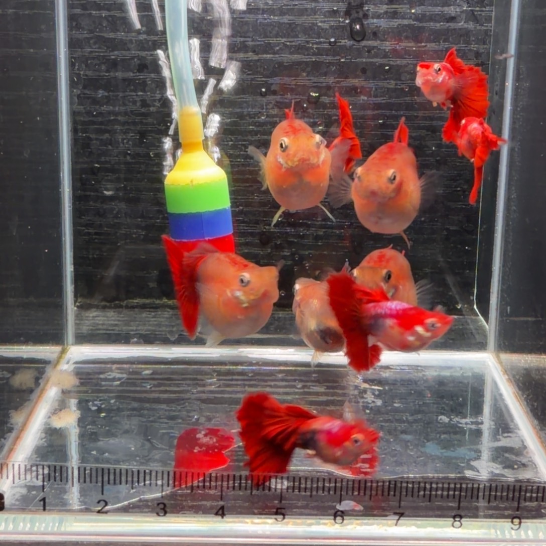 孔雀鱼黄豹球种鱼8➕2条备损