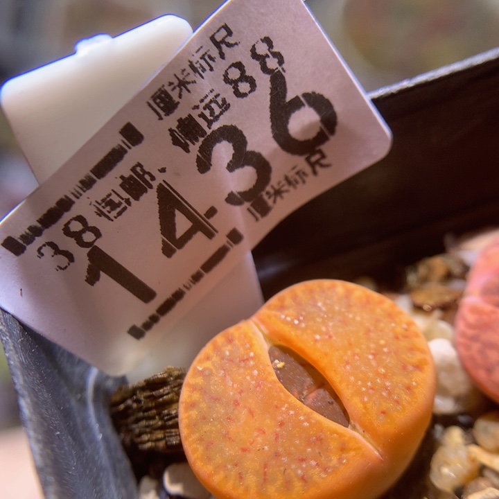 Sss精品生石花1436