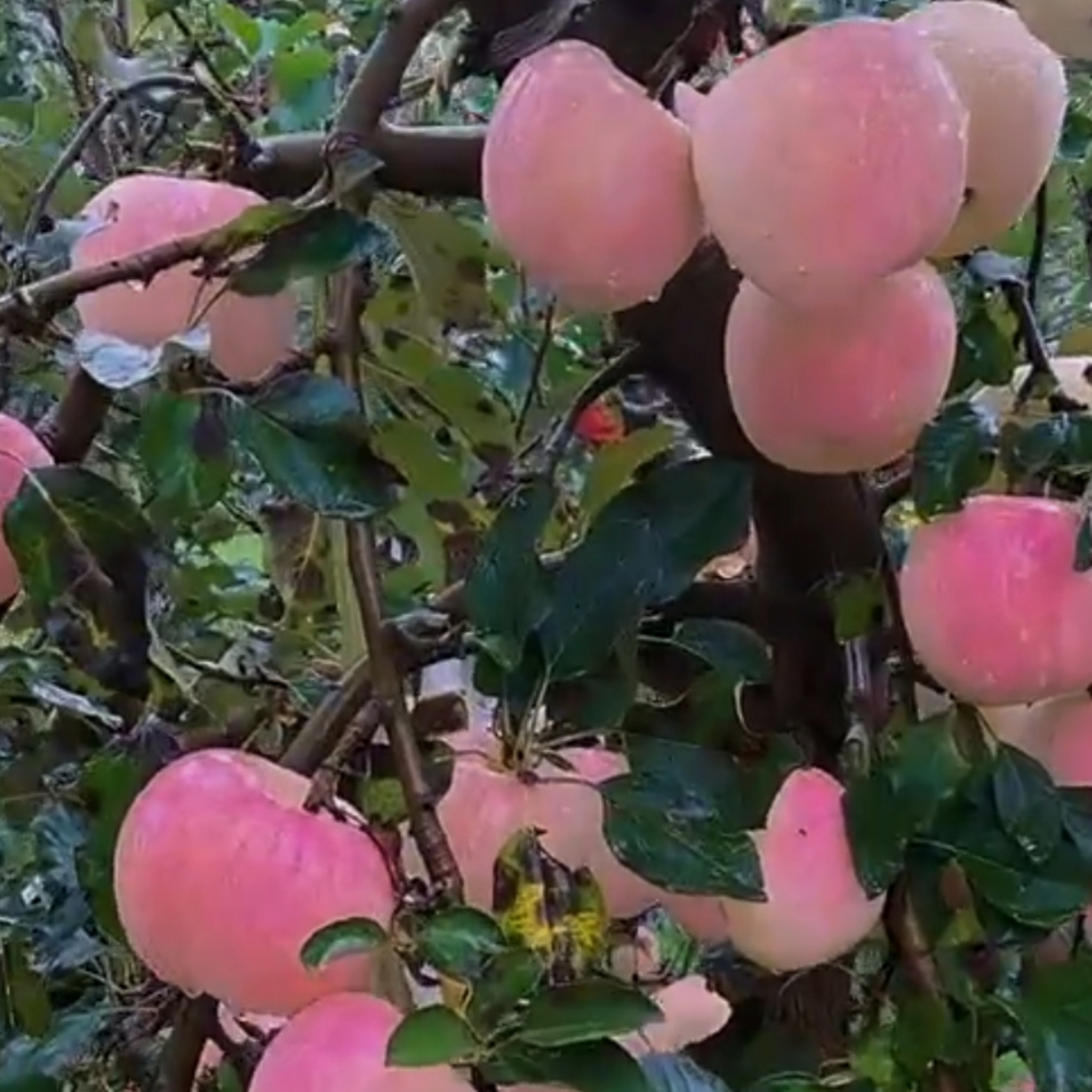 【买五斤送五斤】陕西红富士苹果当季现摘产地直发坏果包赔