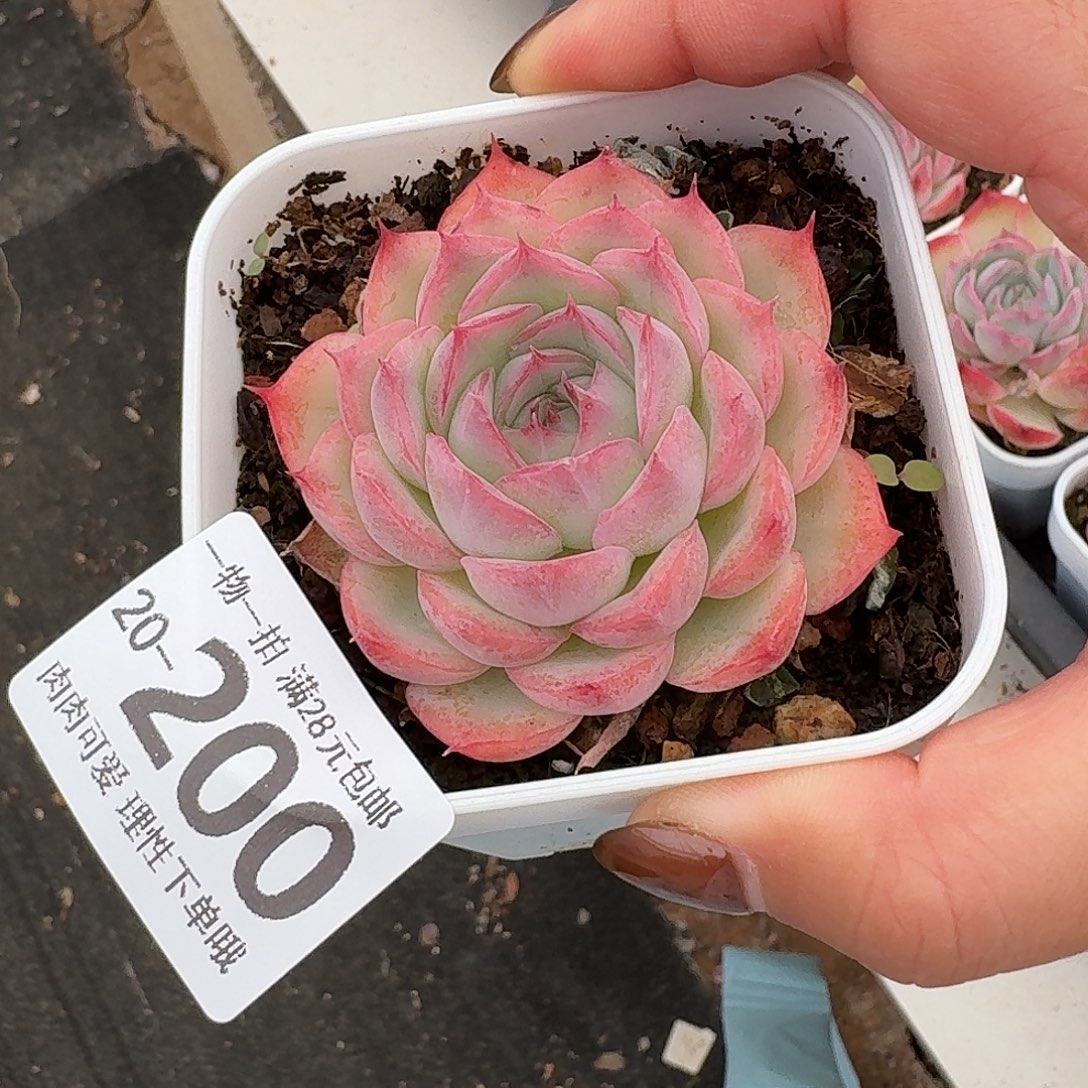 侧影无盆土发货无无