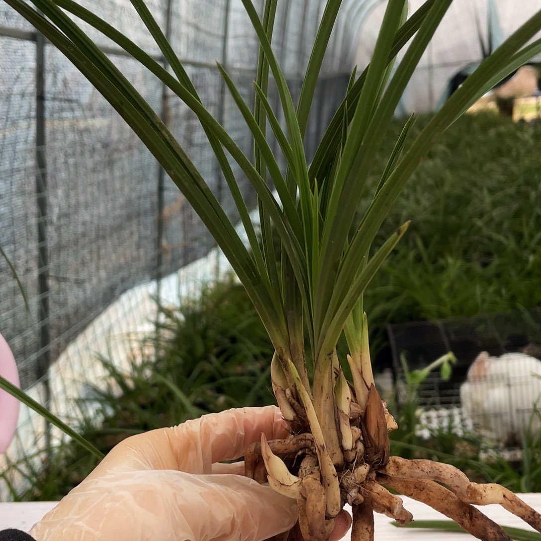 利***哥完全开放兰花兰花