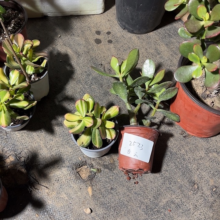 蓝***飘当前无花栽培后可以开花卷叶 紫叶25