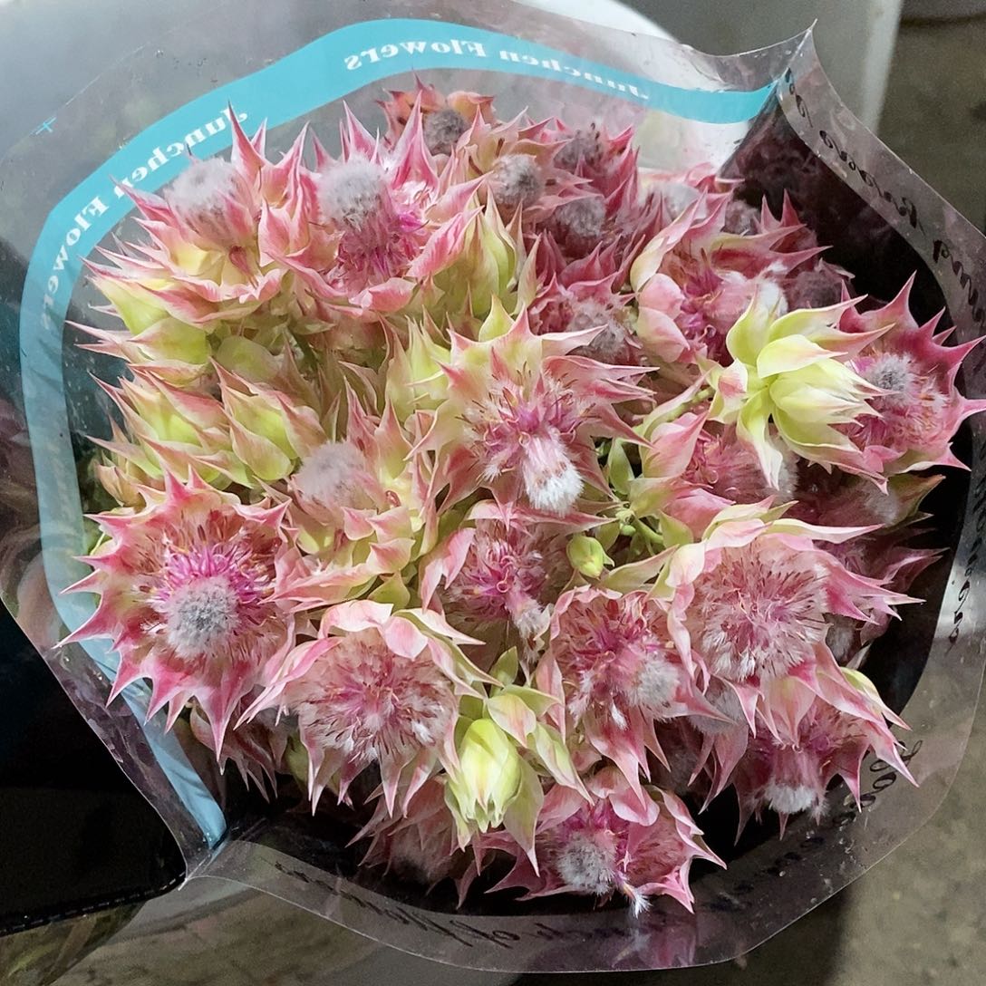 新娘花  1扎/不包邮/运费单拍