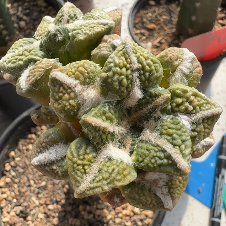 哥斯拉大优黑锦仙人球