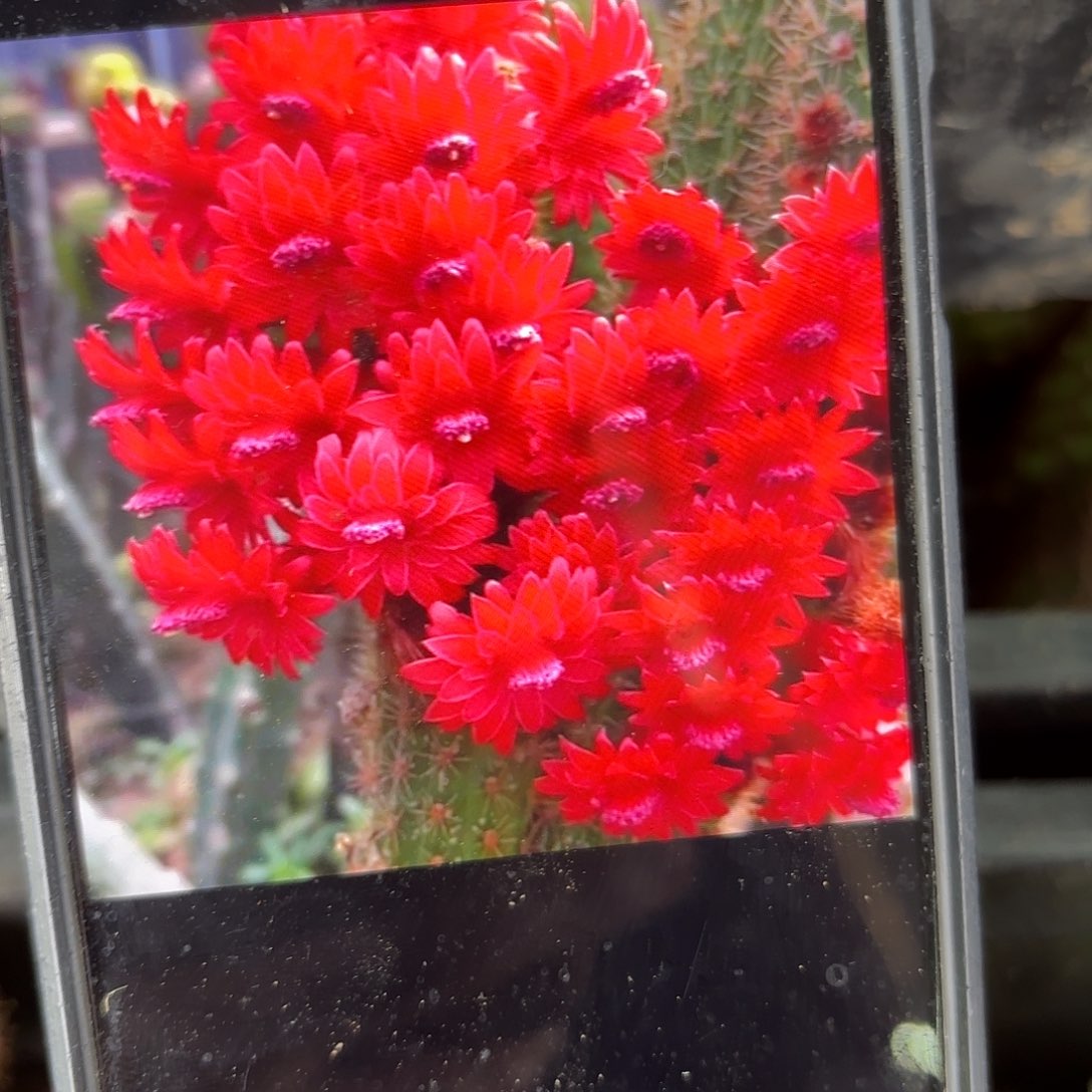 彩舞住3颗侧牙20包邮仙人球5