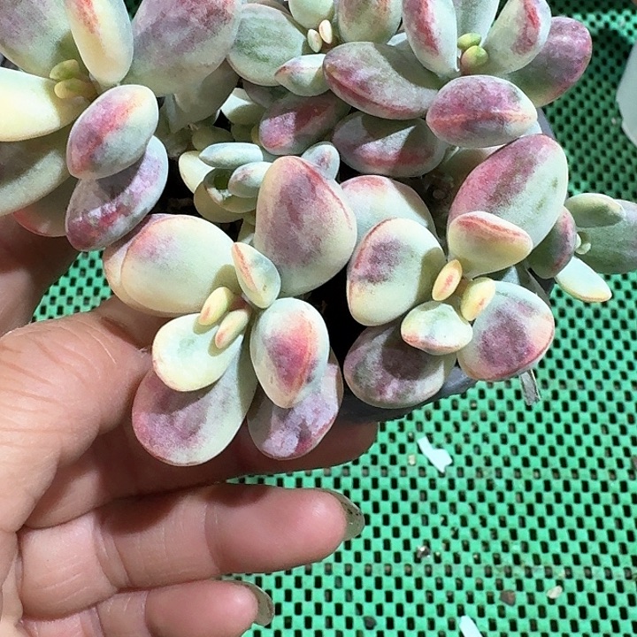 多肉植物的生长环境