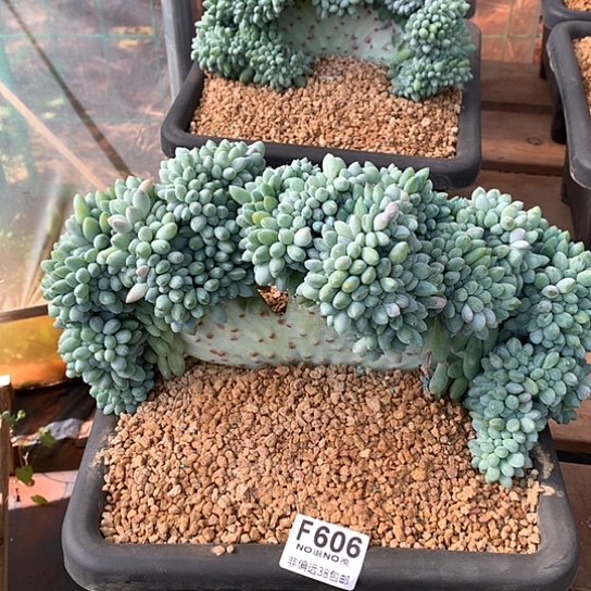 奶糖缀化606 亏本处理退款拉黑7-8天发货