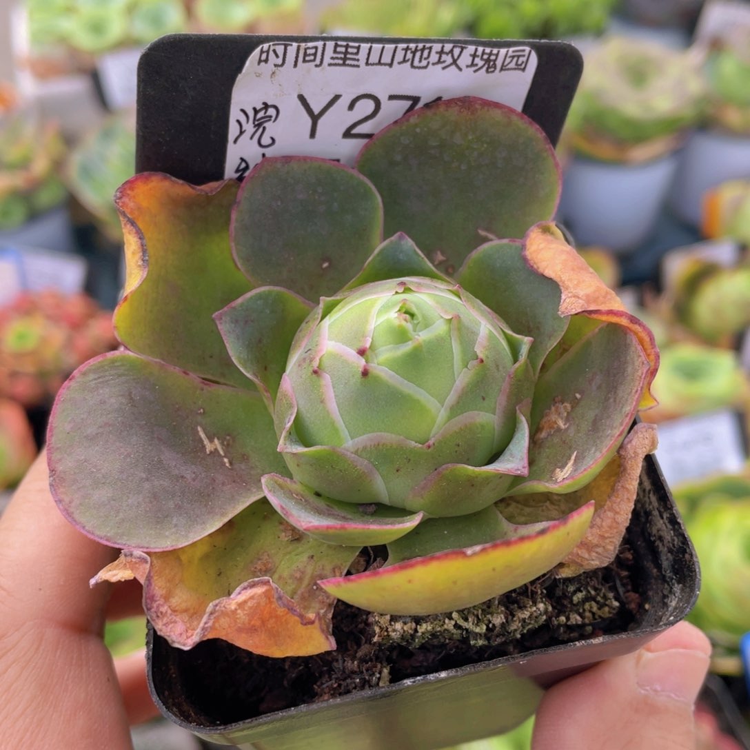 浣纱多肉 271一物一拍