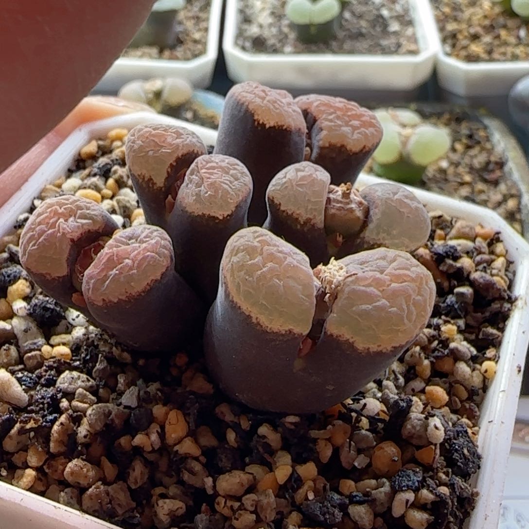 新年快乐 风铃玉优选。