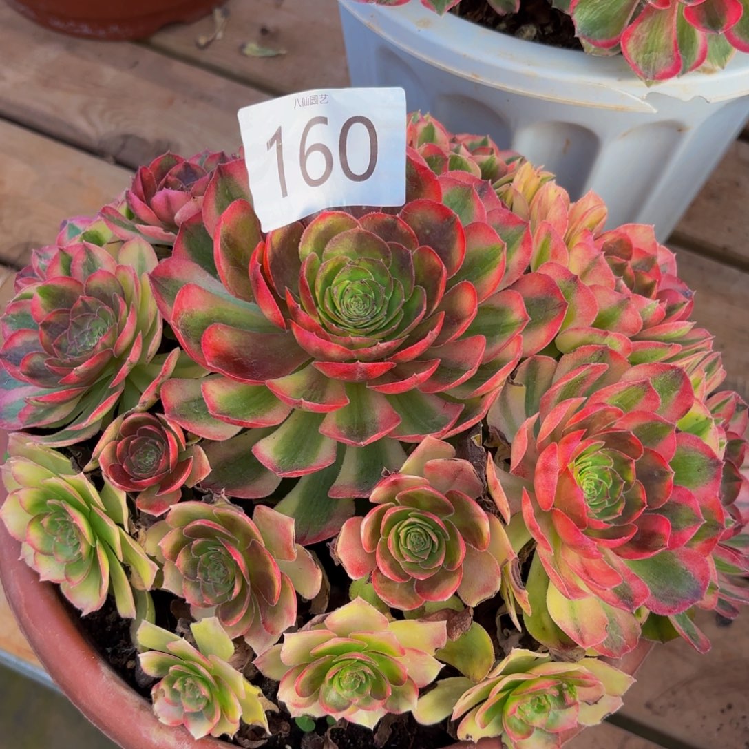 半***过160多肉植物雨荷特价