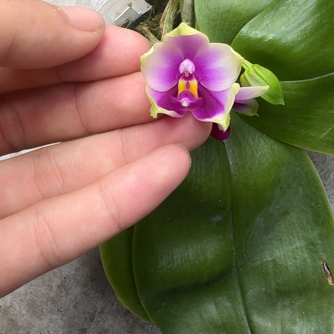 当前无花栽培后可以开花l018 瑕疵2.5没根苹果贝